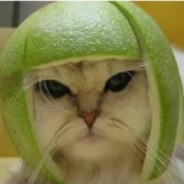 gatito