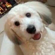 dogo