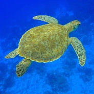 turtlehood