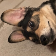 Danuu