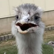 Kevin ,@,é