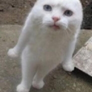 polpetta